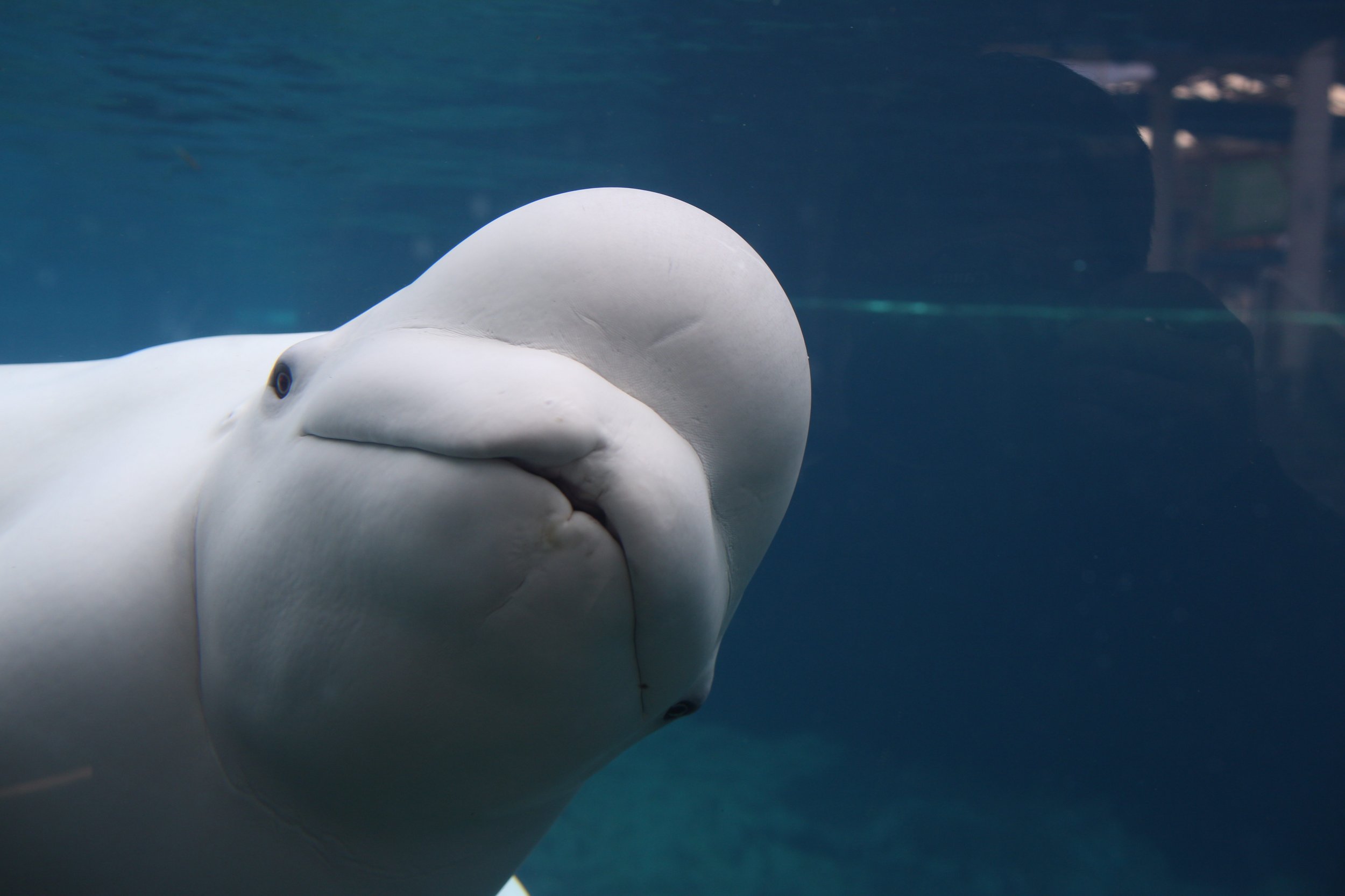 Beluga Whale