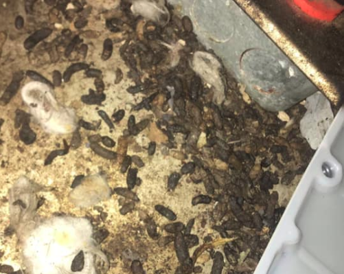 A McDonald's in Florida Had Roaches in Frappe Machine