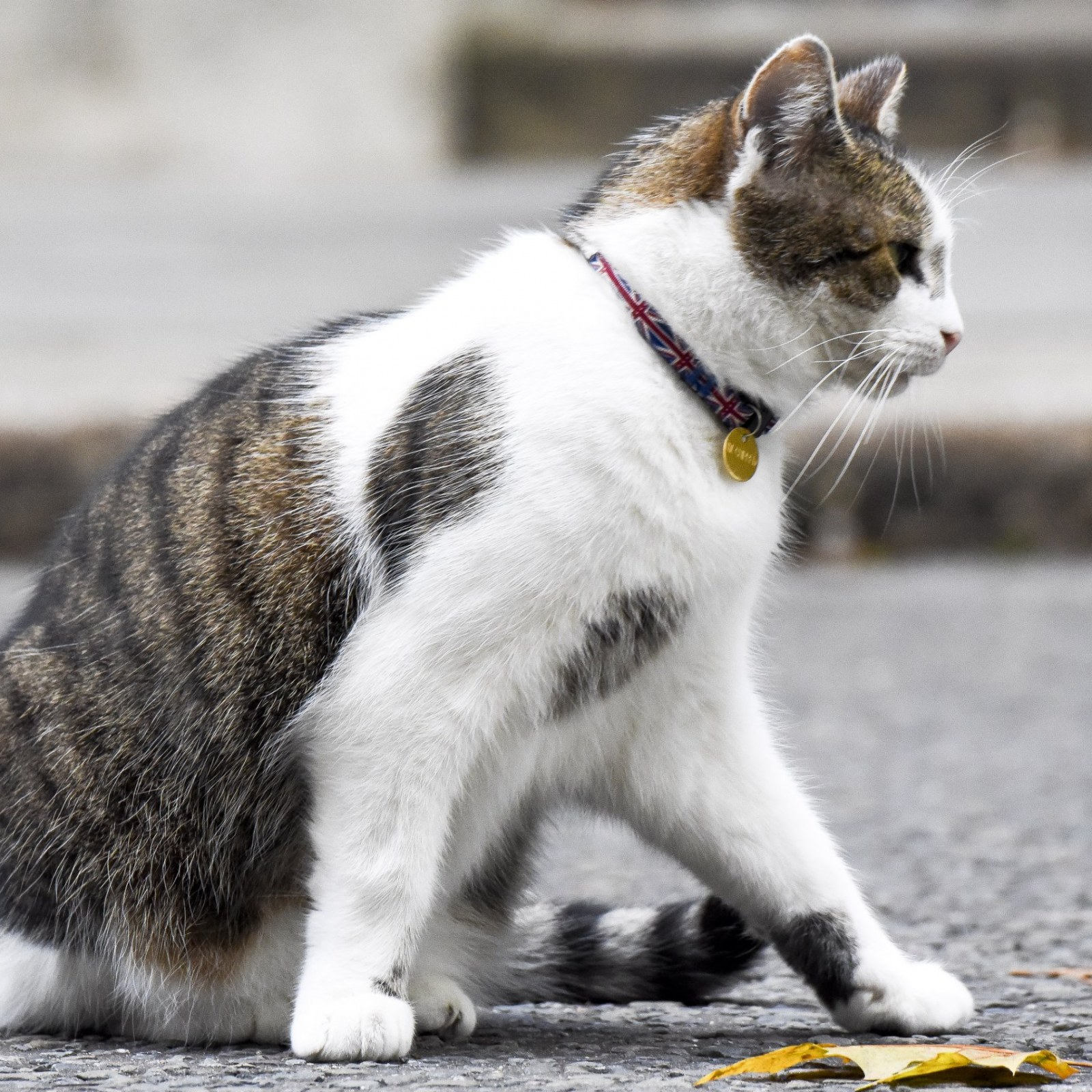 Who Is Larry The Cat As Theresa May Resigns Twitter Goes Wild For Chief Mouser Who Outlasted Two Prime Ministers