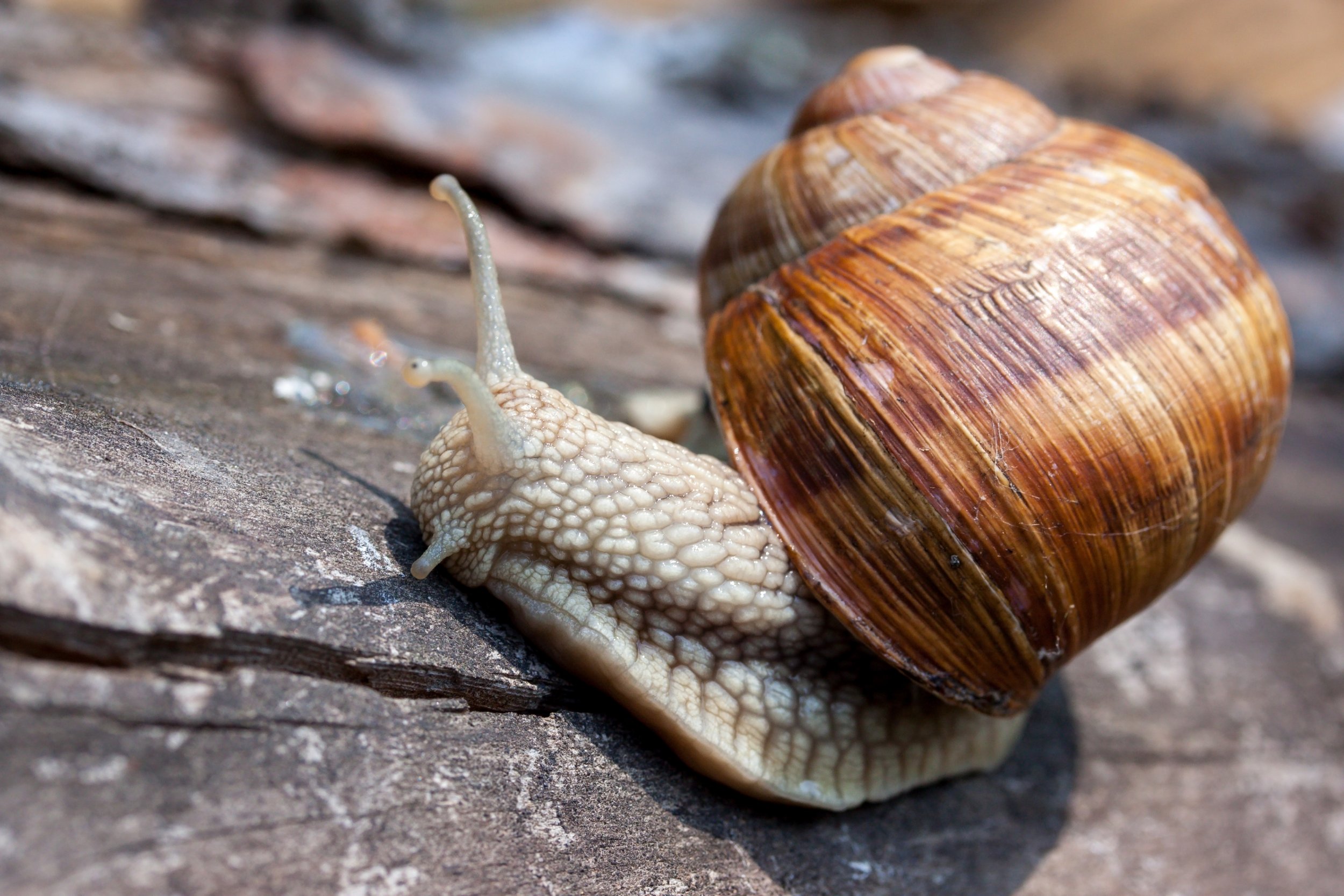 cdc-rat-lungworm-cases-confirmed-in-hawaii-after-visitors-ate-slug