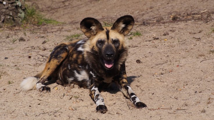 African painted dog African painted dog