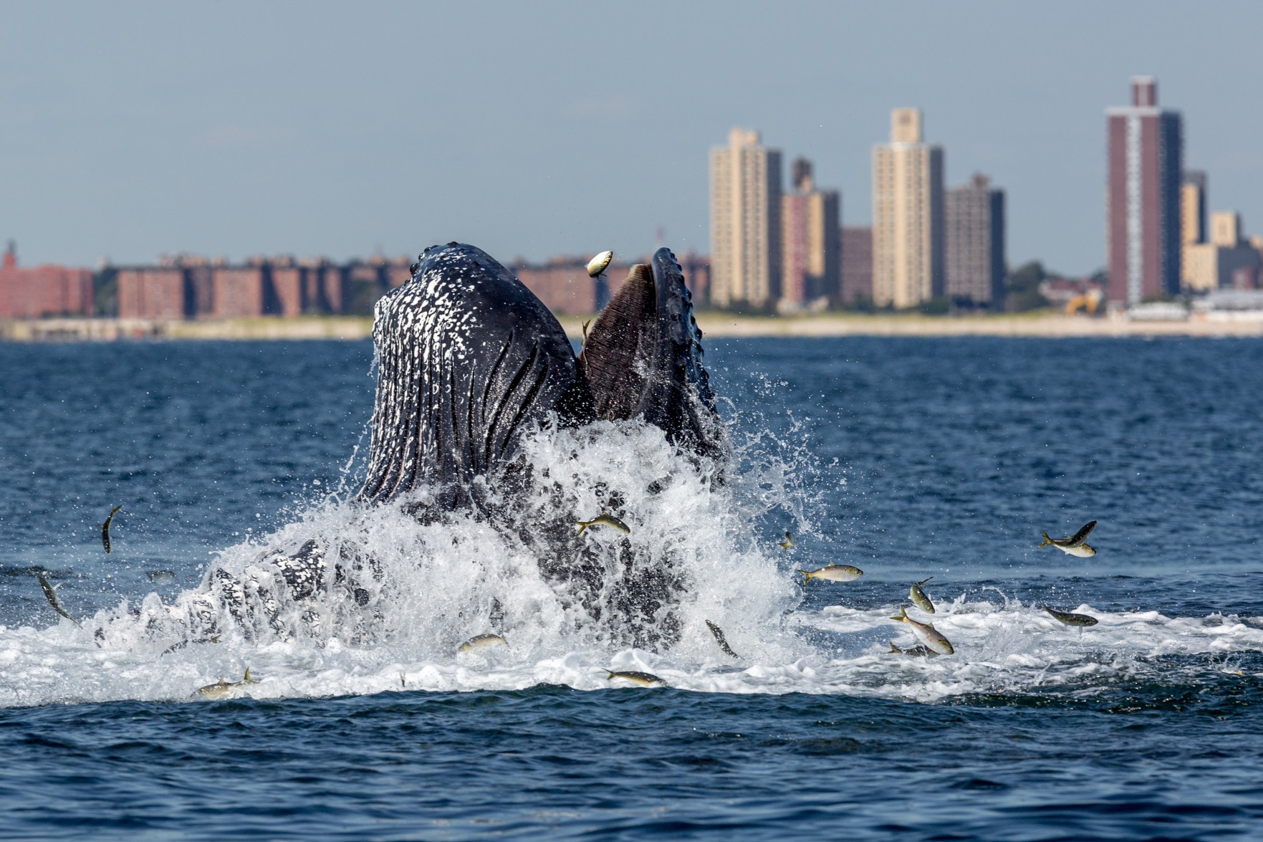 humpback whales