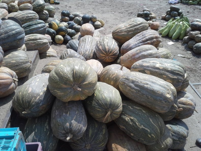 Gourds on river bank