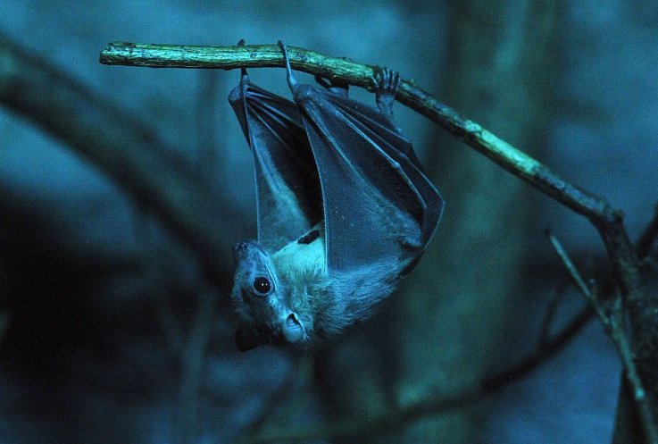 Bat Bat