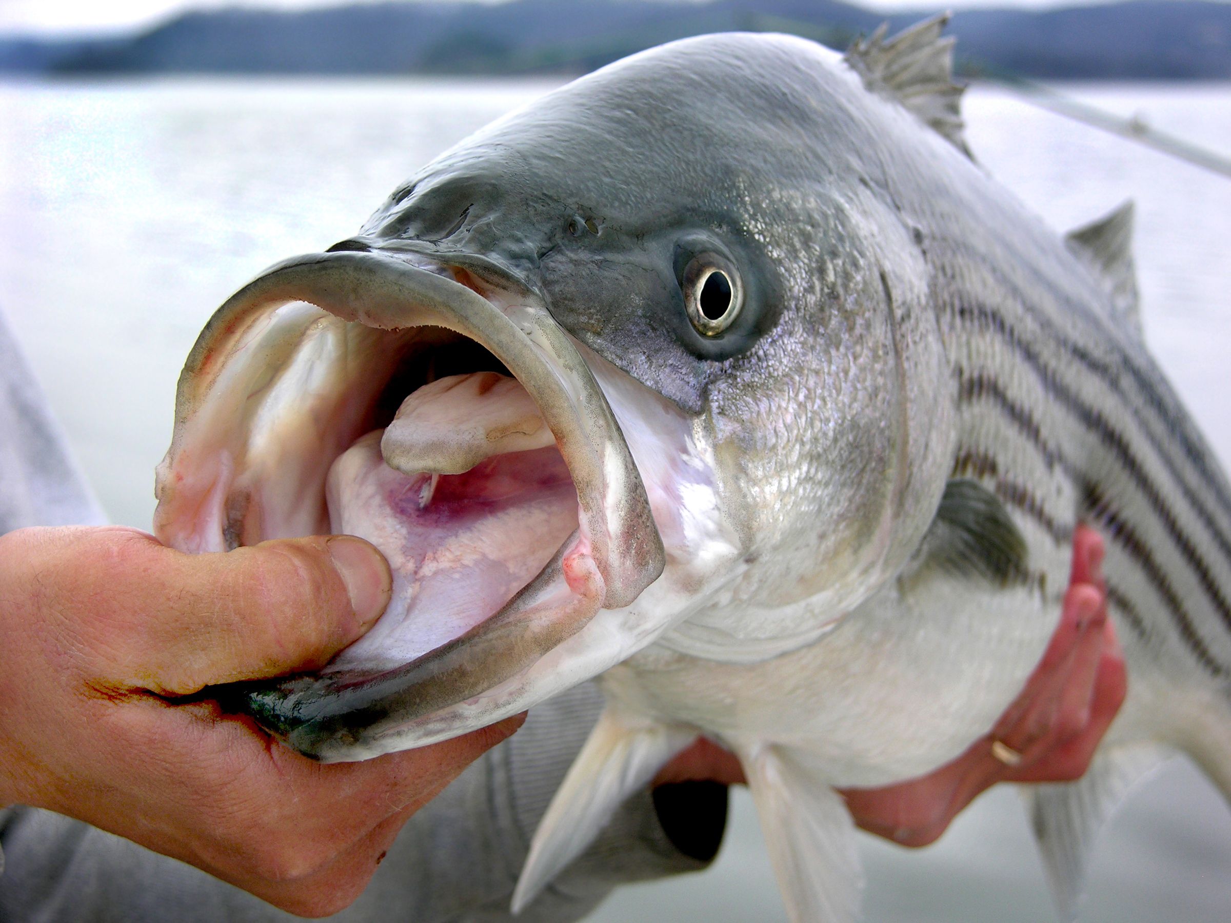 striper fish stock getty 