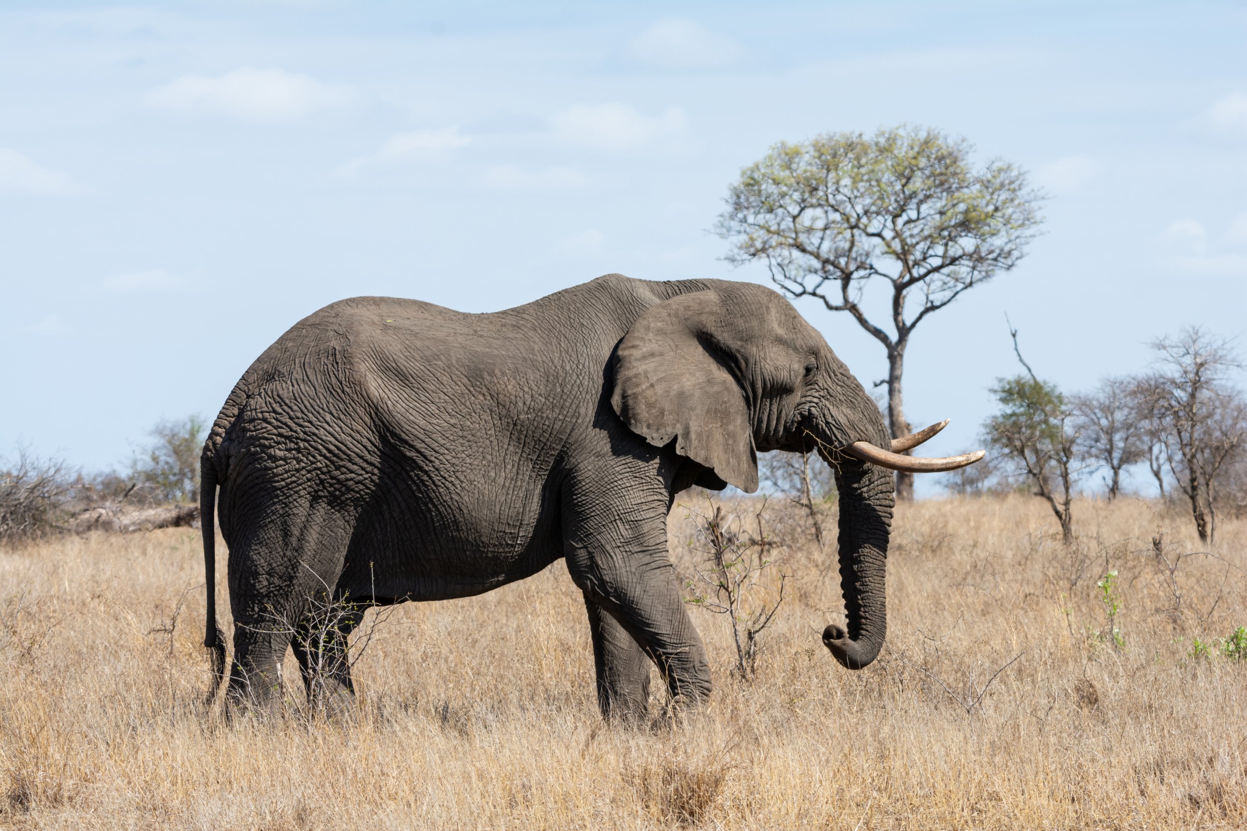 Elephant, Escape