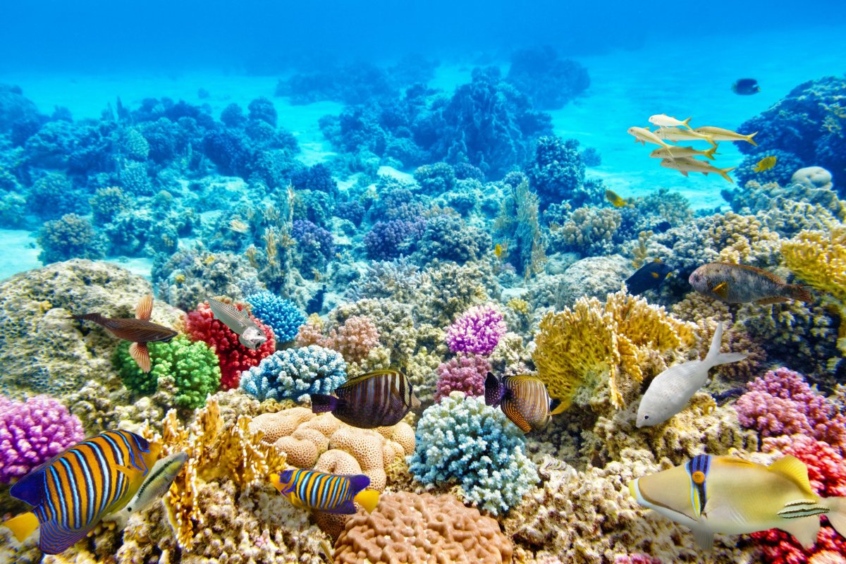 Belize coral VitalyEdush Getty Images
