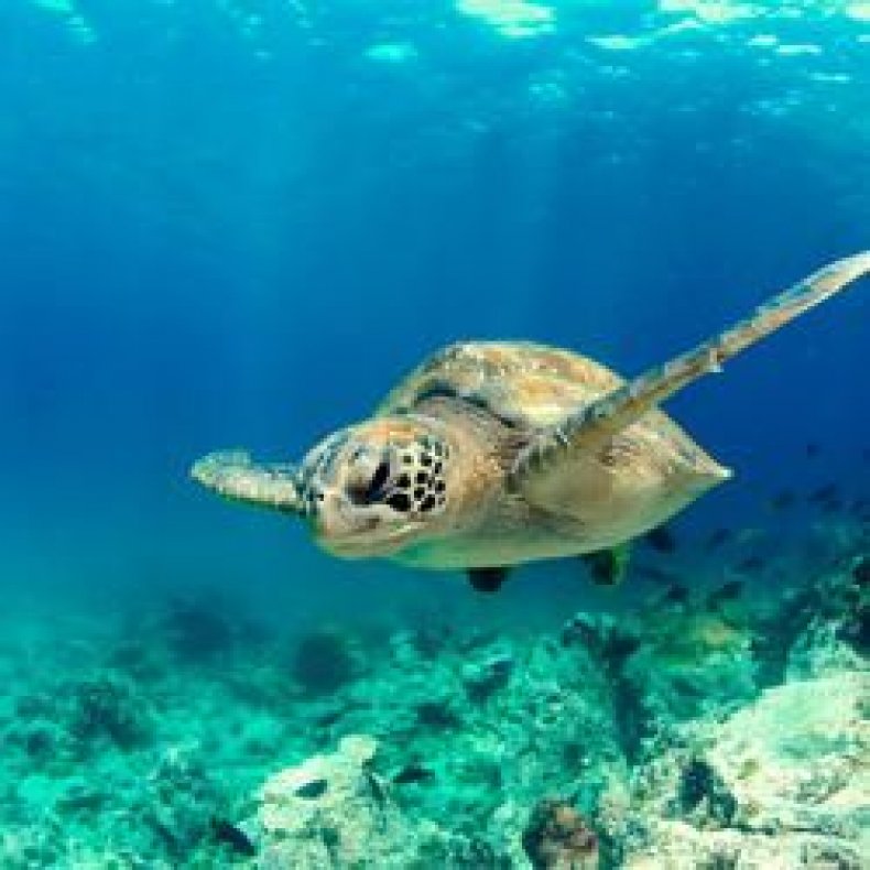 Kokomo fiji turtle