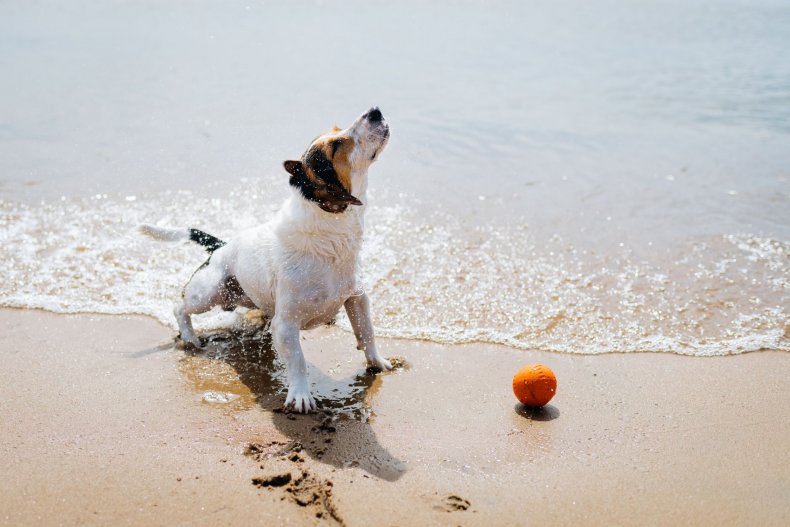 Can I Take My Dog to the Beach?