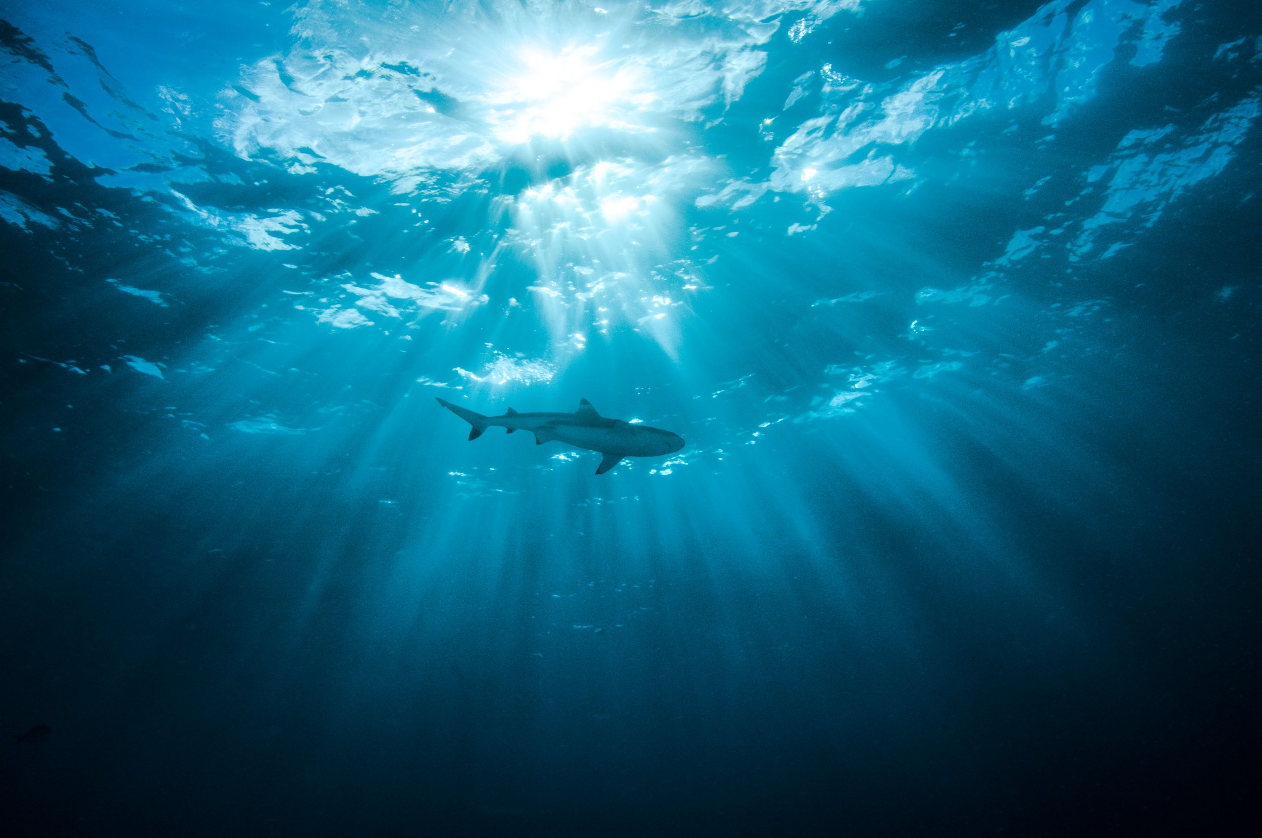 Shark, Woman, Swimming