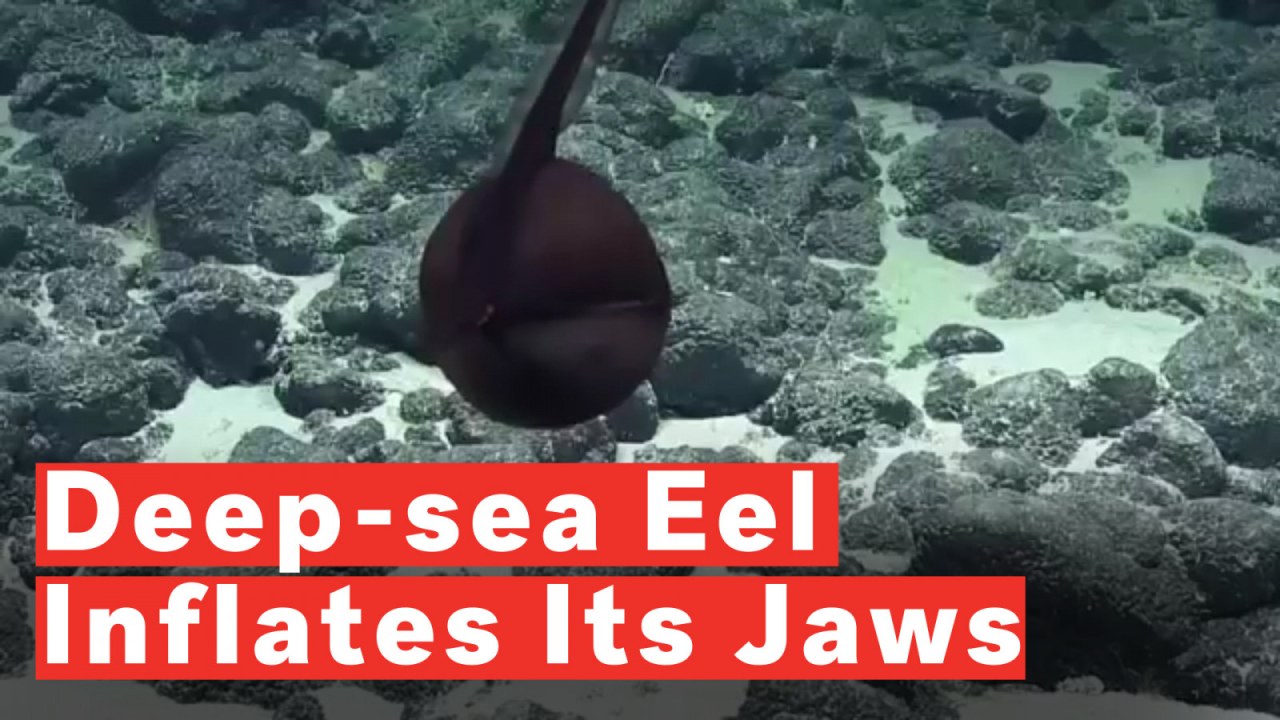 Fact Check Nobody Knows How Eels Reproduce Fact Check Nobody Knows How Eels Reproduce