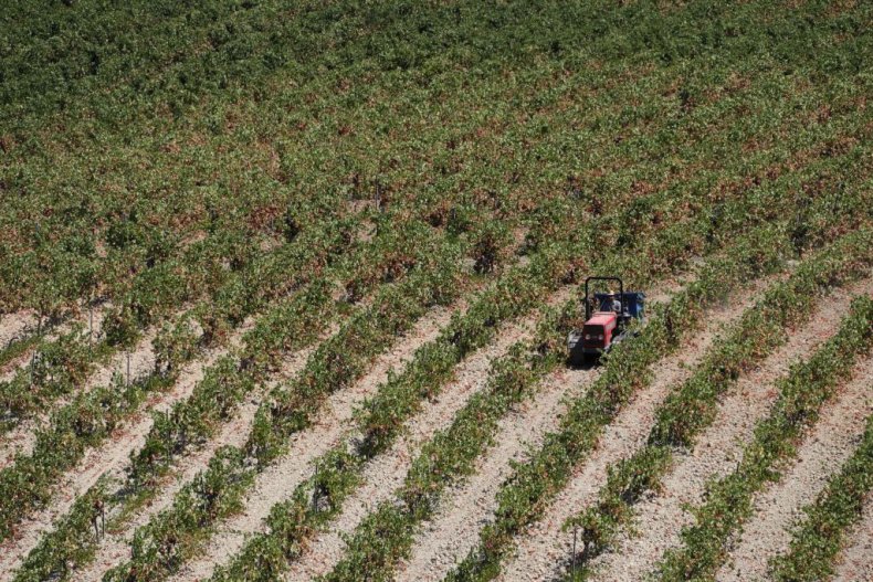 Italian field