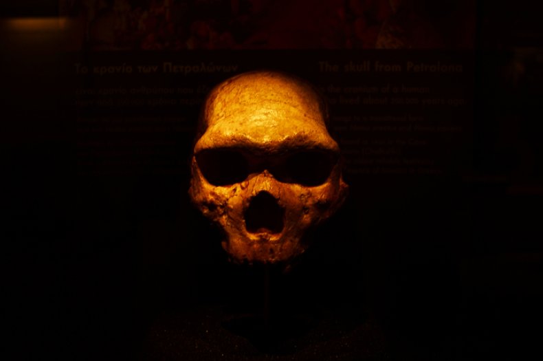Neanderthal skull