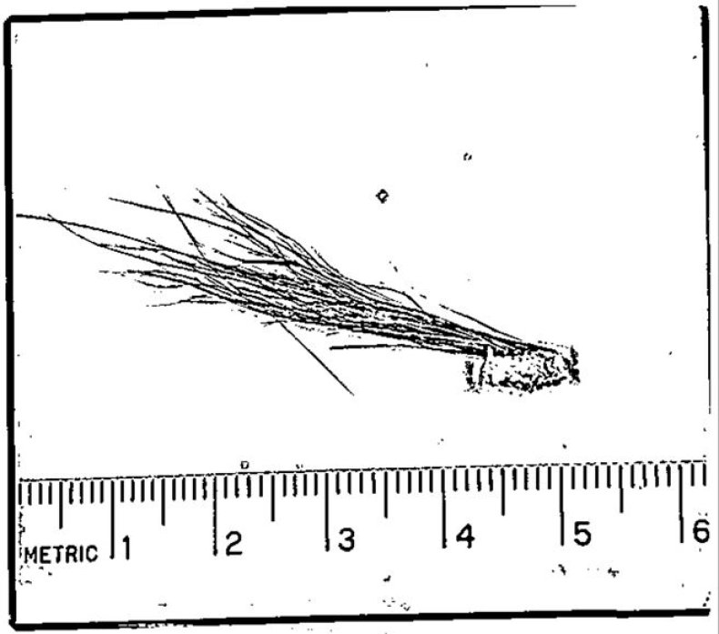 bigfoot-sasquatch-hair-evidence