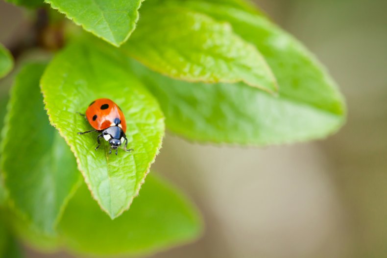 ladybug lady bird insect nature stock getty 
