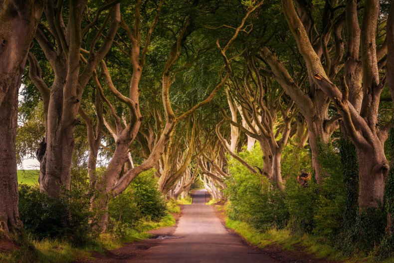 Dark Hedges Ballymoney