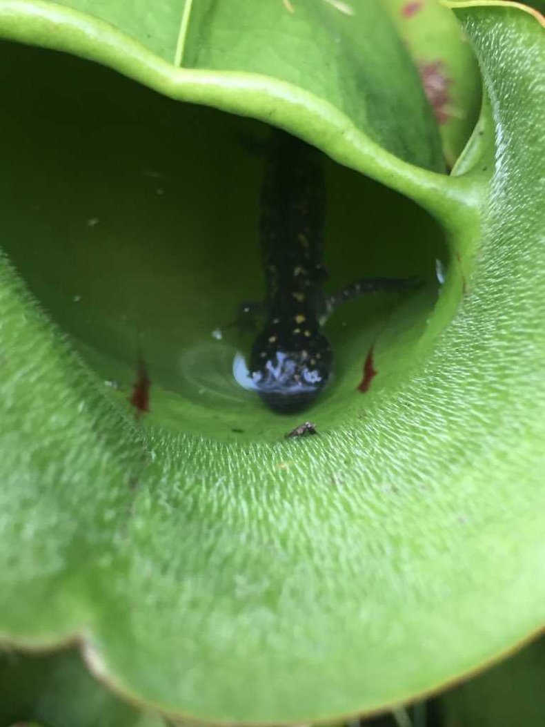 Pitcher plant salamander University of Guelph