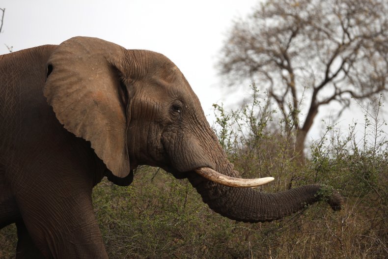 Elephant, trampled, security guard, Kruger National Park