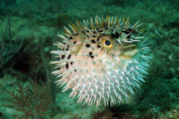 Florida Man + cocaine = eats puffer fish liver, ends up in intensive care