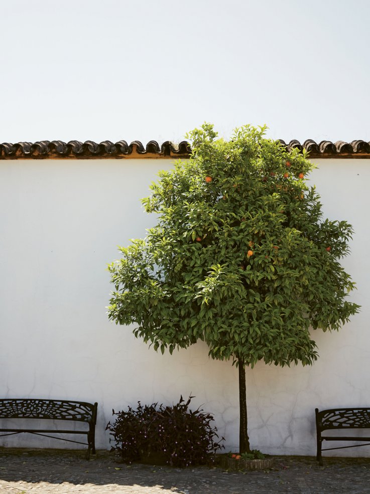 orange trees Seville orange trees Seville