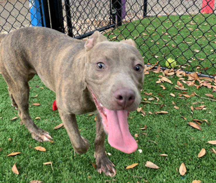 Puppy Found in Florida Dumpster Puppy Found in Florida Dumpster