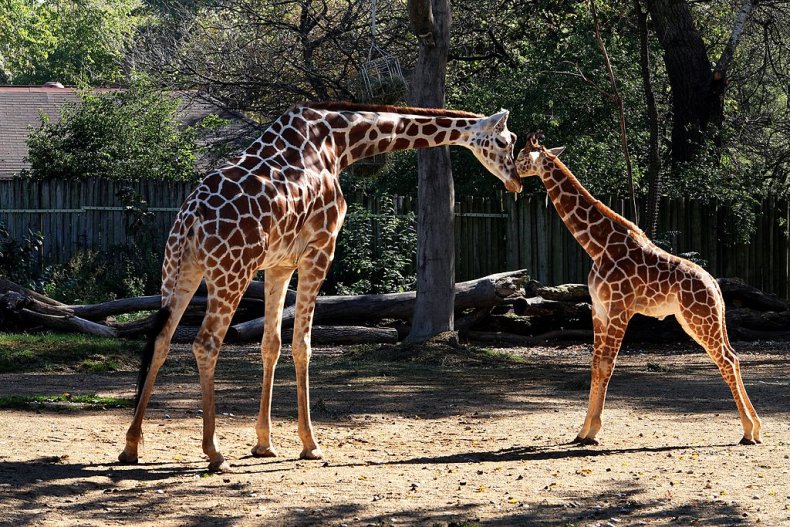  Two Giraffes