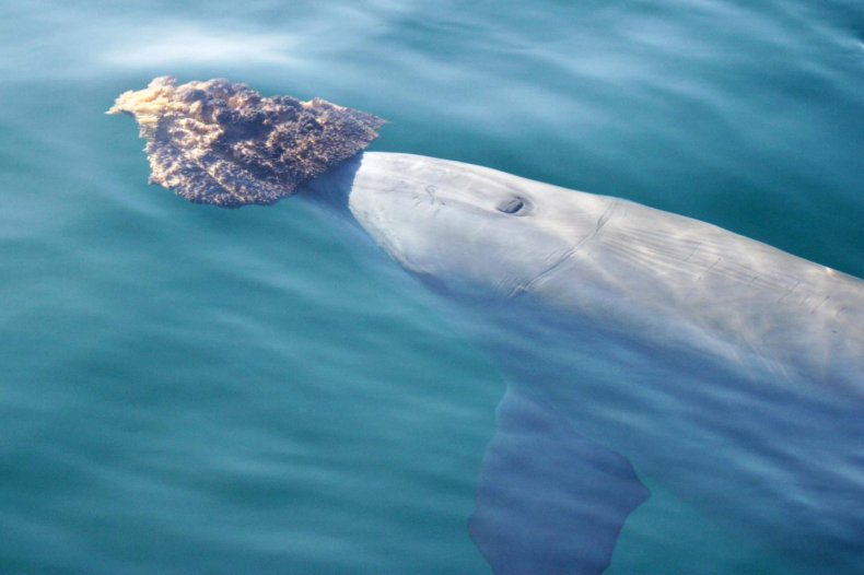 bottlenose dolphin