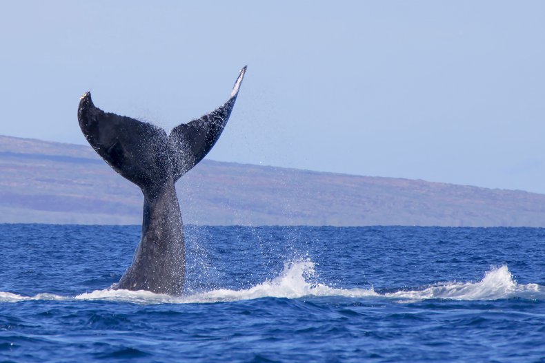 Donald Trump, Whales