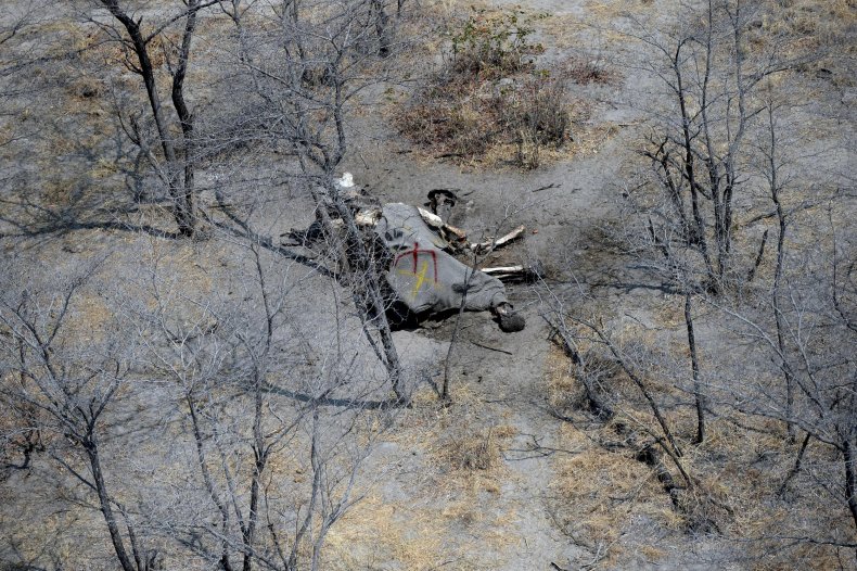 elephant poaching, Botswana