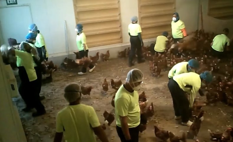 Bridgewater Poultry