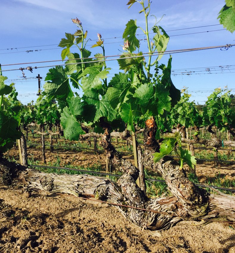 Ashes & Diamonds vineyard