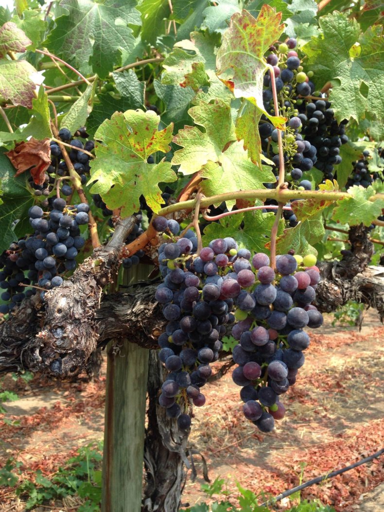 Roundpond vineyard