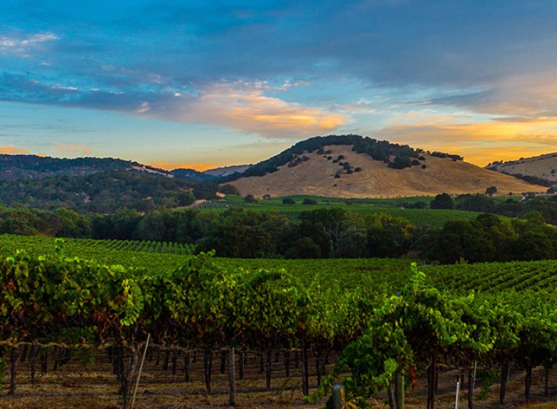 Mumm Napa