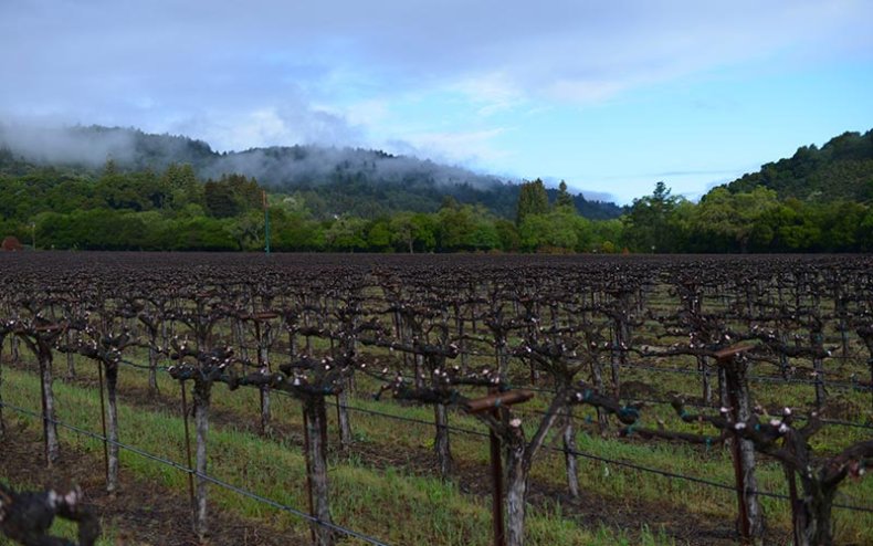 Matthiasson Vineyard