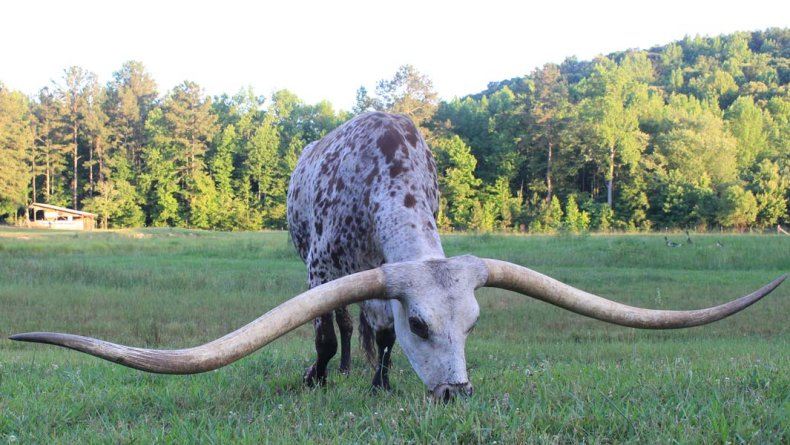 Guinness World Records Poncho Via Steer Texas
