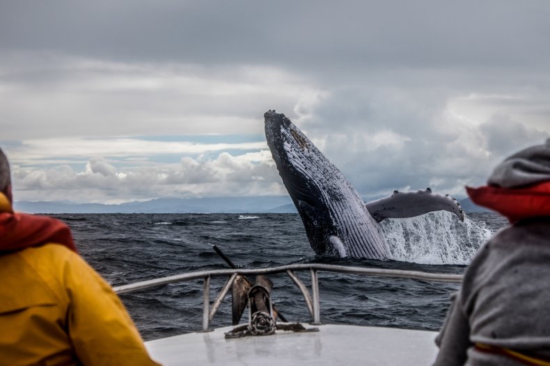 humpback whale atlantic ocean stock getty
