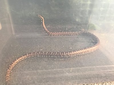 Snake, Bite, Massachusetts