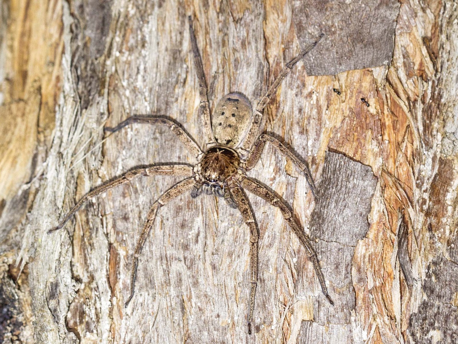 Massive Huntsman Spider Caught Eating Pygmy Possum In Once In A Lifetime Photo