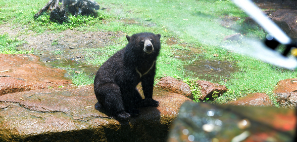 Black Bear Shot and Killed in Oregon After Growing Accustomed to Human