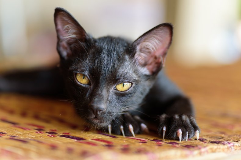 black cat kitten pet animal stock getty