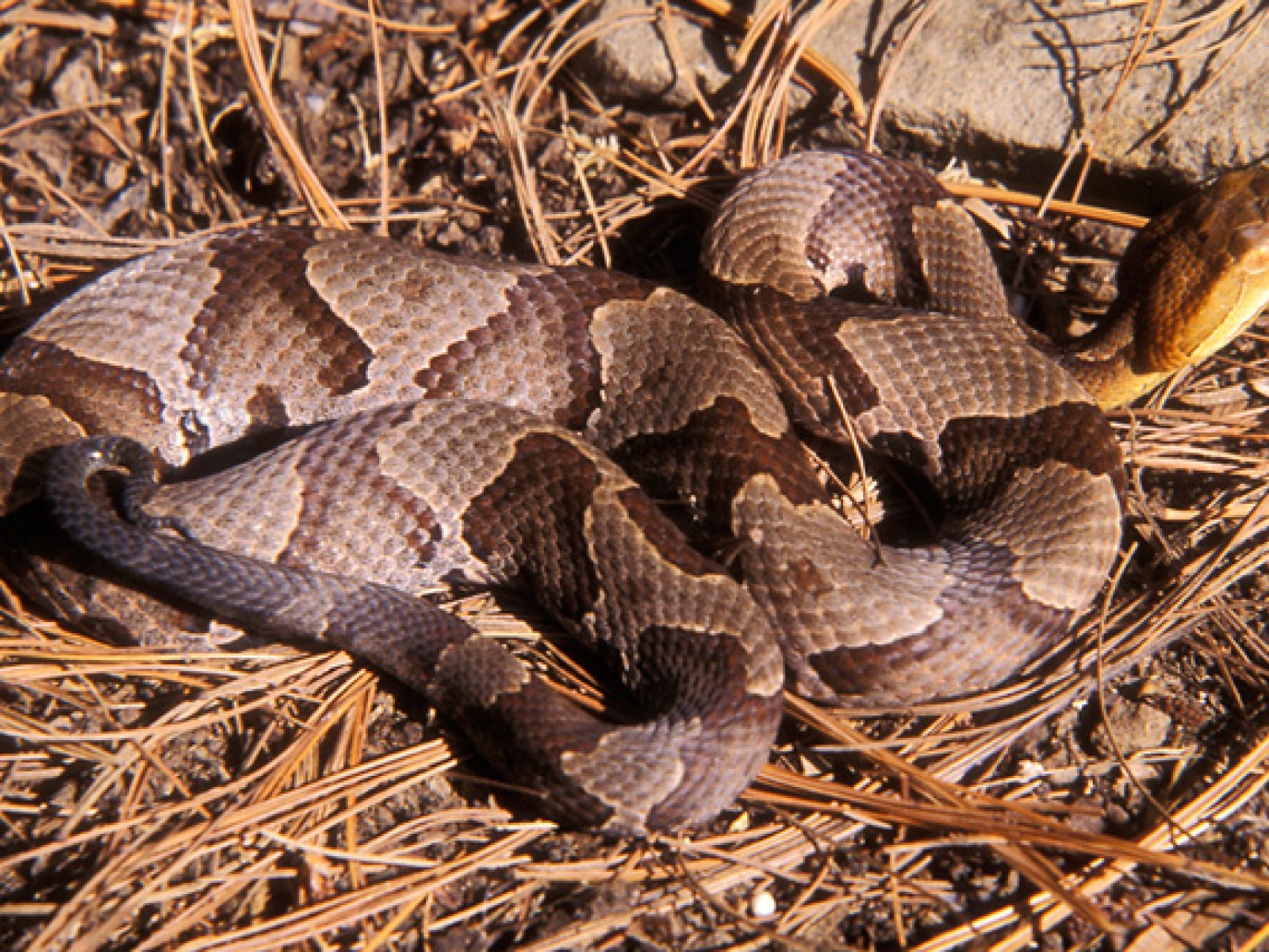 Pennsylvania Woman Bitten By Venomous Snake That Jumped Out At Her While She Was Doing Laundry Pennsylvania Woman Bitten By Venomous Snake That Jumped Out At Her While She Was Doing Laundry