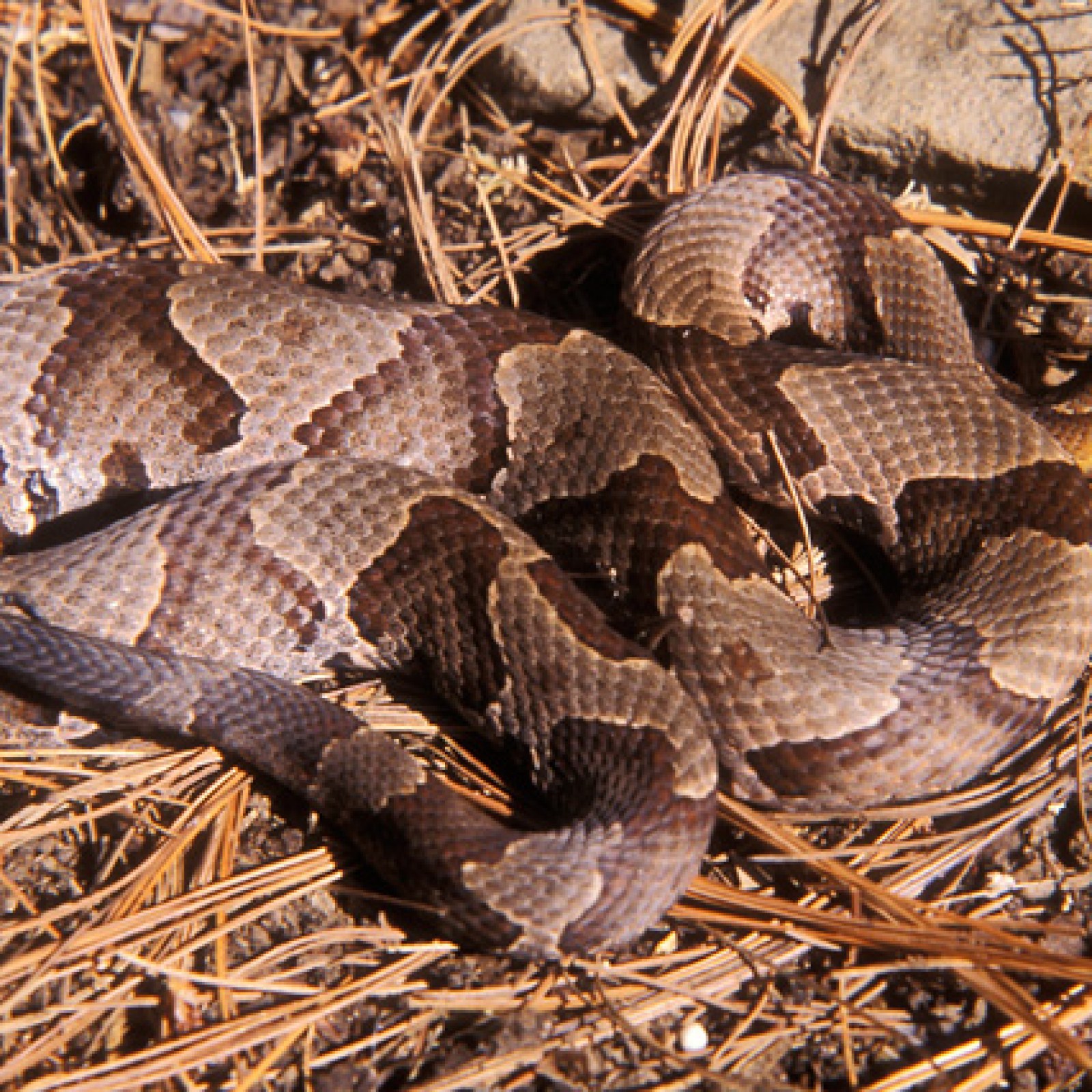 Pennsylvania Woman Bitten By Venomous Snake That Jumped Out At Her While She Was Doing Laundry Pennsylvania Woman Bitten By Venomous Snake That Jumped Out At Her While She Was Doing Laundry