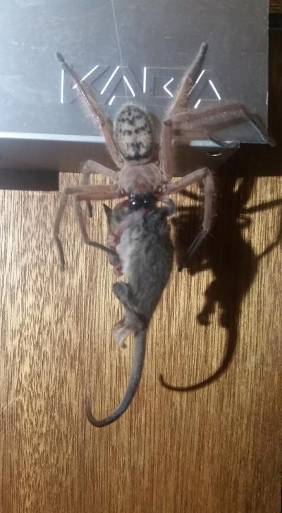 Huntsman, Pygmy Possum Huntsman, Pygmy Possum