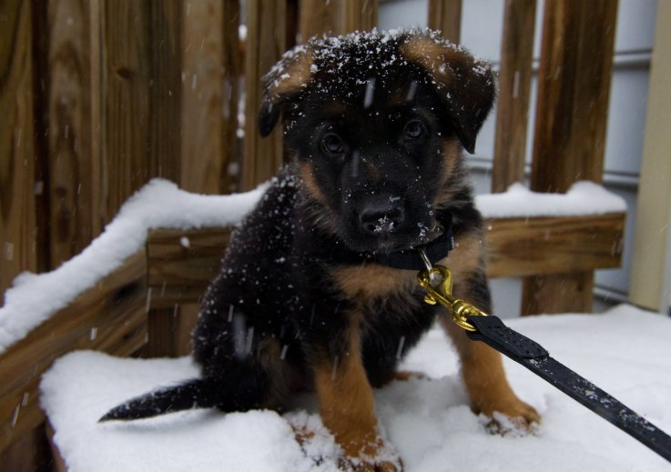 German Shepard Puppy