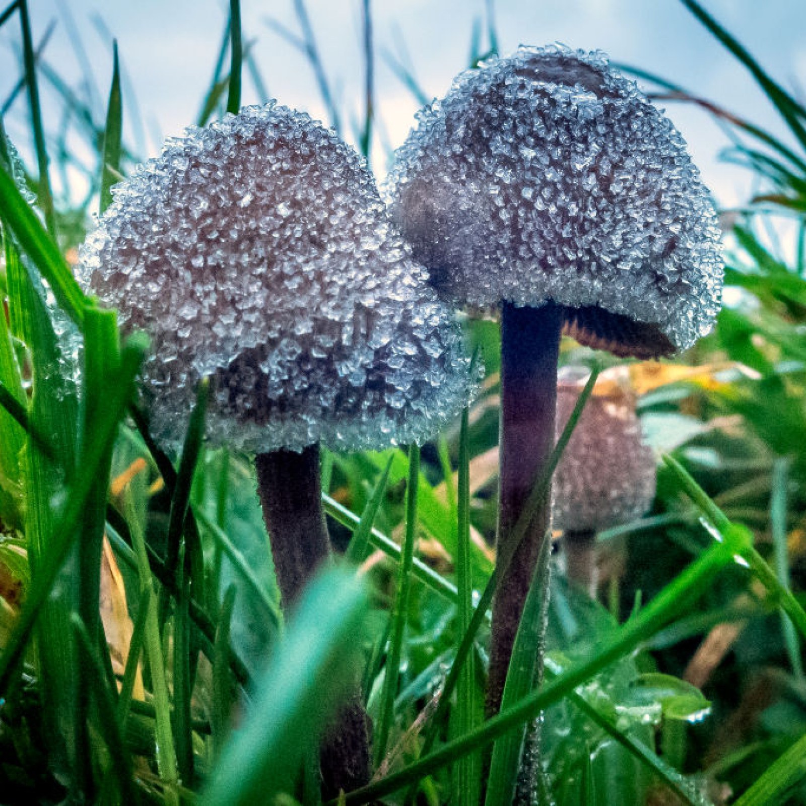 Magic Mushrooms Guide Where Shrooms Are Legal And How To Take