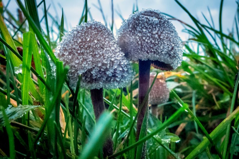  buy magic mushrooms online 