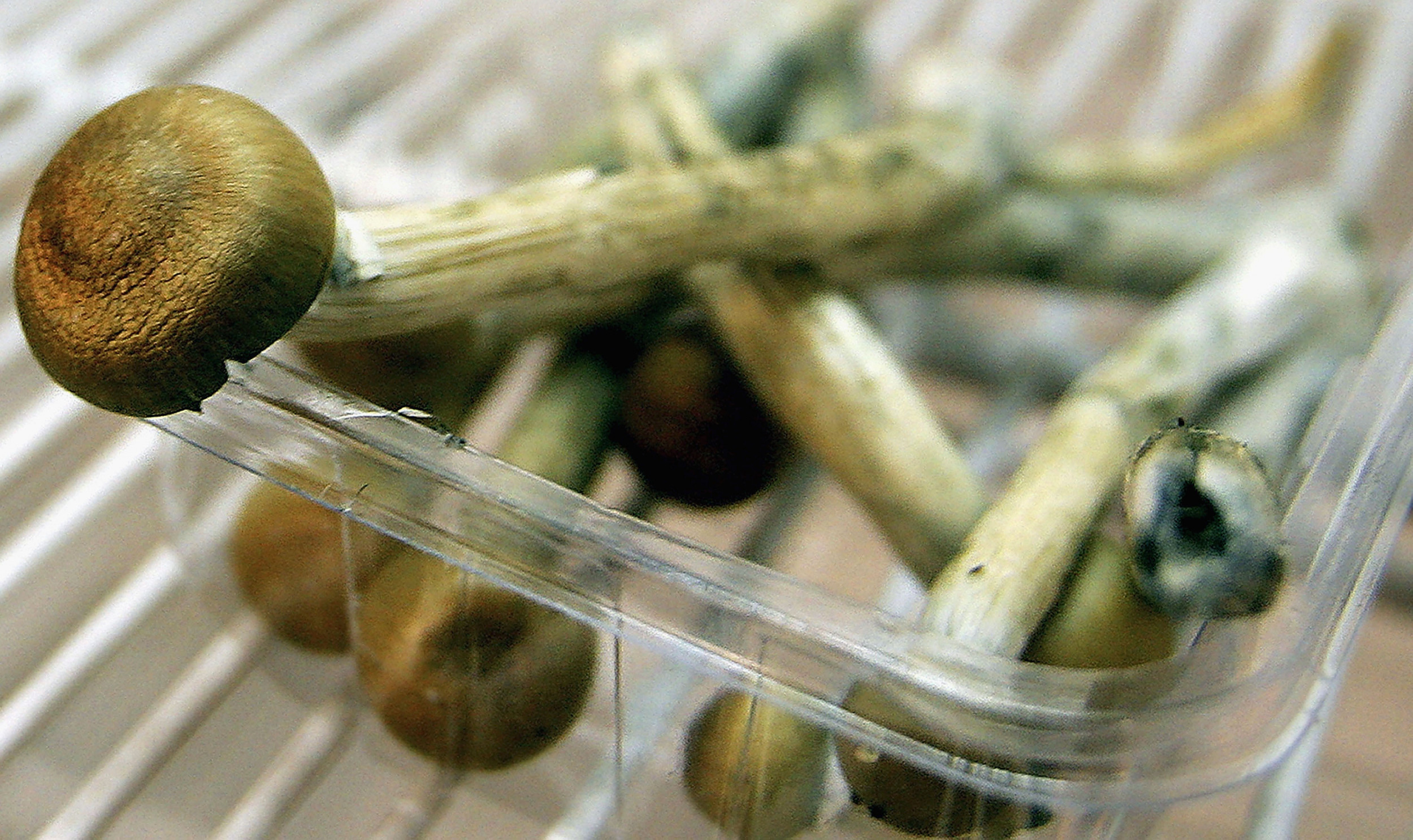 Magic Mushrooms Guide Where Shrooms Are Legal And How To Take