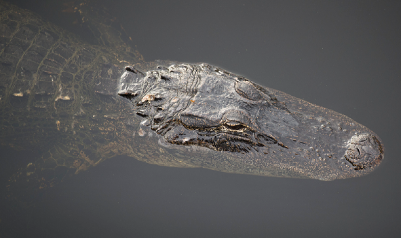 12-Foot Alligator Weighing 463 Pounds Discovered on Florida Highway