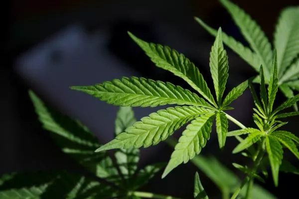 cannabis, marijuana, weed, drugs, stock getty