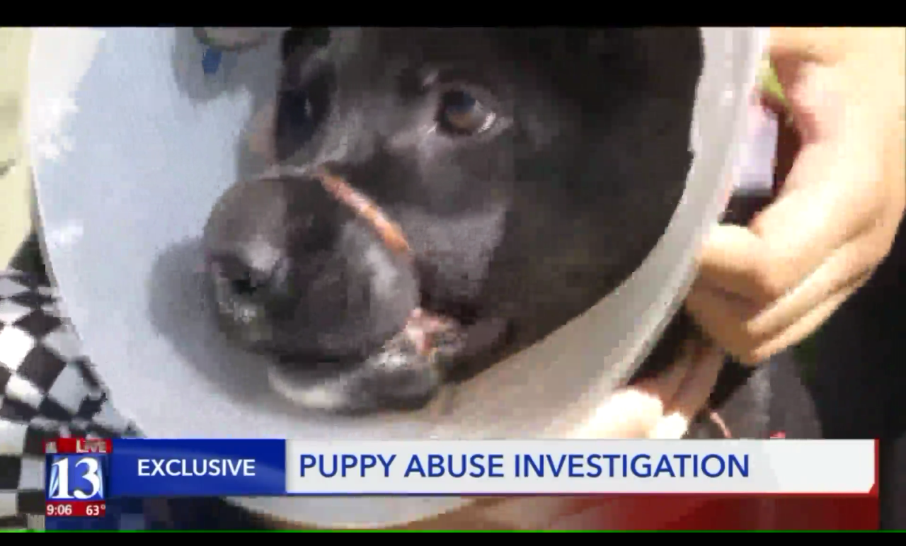 Utah Woman Charged With Animal Torture After Allegedly Using Hair Tie ...